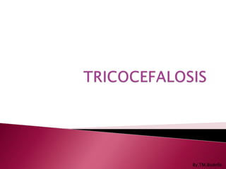 TRICOCEFALOSIS By.TM.BioInfo 