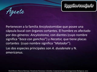 Pertenecen a la familia Ancylostomidae que posee una
cápsula bucal con órganos cortantes. El hombre es afectado
por dos géneros: Ancylostoma, con dientes (cuyo nombre
significa “boca con ganchos”) y Necator, que tiene placas
cortantes (cuyo nombre significa “Matador”).
Las dos especies principales son A. duodenale y N.
americanus.

David Botero Marcos Restrepo. Parasitosis Humanas. Colombia: Corporación para Investigaciones Biológicas; 2007.

 