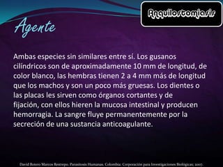 Ambas especies sin similares entre sí. Los gusanos
cilíndricos son de aproximadamente 10 mm de longitud, de
color blanco, las hembras tienen 2 a 4 mm más de longitud
que los machos y son un poco más gruesas. Los dientes o
las placas les sirven como órganos cortantes y de
fijación, con ellos hieren la mucosa intestinal y producen
hemorragia. La sangre fluye permanentemente por la
secreción de una sustancia anticoagulante.

David Botero Marcos Restrepo. Parasitosis Humanas. Colombia: Corporación para Investigaciones Biológicas; 2007.

 