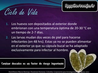 1. Los huevos son depositados al exterior donde

embrionan con una temperatura óptima de 20-30 °C en
un tiempo de 2-7 días.
2. Las larvas mudan dos veces de piel para hacerse
infectantes (en 48 hrs). Estas ya no se pueden alimentar
en el exterior ya que su cápsula bucal se ha adaptado
exclusivamente para infectar al hombre.

David Botero Marcos Restrepo. Parasitosis Humanas. Colombia: Corporación para Investigaciones Biológicas; 2007.

 