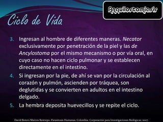3. Ingresan al hombre de diferentes maneras. Necator

exclusivamente por penetración de la piel y las de
Ancylostoma por el mismo mecanismo o por vía oral, en
cuyo caso no hacen ciclo pulmonar y se establecen
directamente en el intestino.
4. Si ingresan por la pie, de ahí se van por la circulación al
corazón y pulmón, ascienden por tráquea, son
deglutidas y se convierten en adultos en el intestino
delgado.
5. La hembra deposita huevecillos y se repite el ciclo.
David Botero Marcos Restrepo. Parasitosis Humanas. Colombia: Corporación para Investigaciones Biológicas; 2007.

 