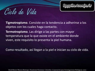 Tigmotropismo. Consiste en la tendencia a adherirse a los
objetos con los cuales haga contacto.
Termotropismo. Las dirige a las partes con mayor
temperatura que la que existe en el ambiente donde
viven, este requisito lo presenta la piel humana.
Como resultado, así llegan a la piel e inician su ciclo de vida.

David Botero Marcos Restrepo. Parasitosis Humanas. Colombia: Corporación para Investigaciones Biológicas; 2007.

 
