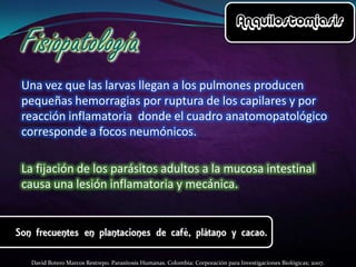 Una vez que las larvas llegan a los pulmones producen
pequeñas hemorragias por ruptura de los capilares y por
reacción inflamatoria donde el cuadro anatomopatológico
corresponde a focos neumónicos.
La fijación de los parásitos adultos a la mucosa intestinal
causa una lesión inflamatoria y mecánica.

David Botero Marcos Restrepo. Parasitosis Humanas. Colombia: Corporación para Investigaciones Biológicas; 2007.

 