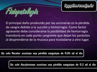 El principal daño producido por las uncinarias es la pérdida
de sangre debido a la succión y hemorragia. Como factor
agravante debe considerarse la posibilidad de hemorragia
transitoria en cada punto sangrante que dejan los parásitos
al desprenderse de la mucosa para trasladarse a otro lugar.

 