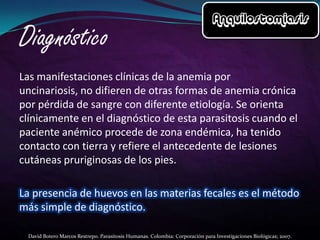 Las manifestaciones clínicas de la anemia por
uncinariosis, no difieren de otras formas de anemia crónica
por pérdida de sangre con diferente etiología. Se orienta
clínicamente en el diagnóstico de esta parasitosis cuando el
paciente anémico procede de zona endémica, ha tenido
contacto con tierra y refiere el antecedente de lesiones
cutáneas pruriginosas de los pies.

La presencia de huevos en las materias fecales es el método
más simple de diagnóstico.
David Botero Marcos Restrepo. Parasitosis Humanas. Colombia: Corporación para Investigaciones Biológicas; 2007.

 