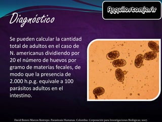 Se pueden calcular la cantidad
total de adultos en el caso de
N. americanus dividiendo por
20 el número de huevos por
gramo de materias fecales, de
modo que la presencia de
2.000 h.p.g. equivale a 100
parásitos adultos en el
intestino.

David Botero Marcos Restrepo. Parasitosis Humanas. Colombia: Corporación para Investigaciones Biológicas; 2007.

 