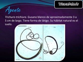 Trichuris trichiura. Gusano blanco de aproximadamente 3 a
5 cm de largo. Tiene forma de látigo. Su hábitat natural es el
suelo.

 