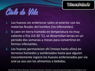 1. Los huevos sin embrionar salen al exterior con las

materias fecales del hombre (no infectantes).
2. Si caen en tierra húmeda en temperatura no muy
caliente o fría (14-30 °C), se desarrollan larvas en un
período dos semanas a meses para convertirse en
formas infectantes.
3. Los huevos permanecen ahí (meses hasta años) en
terrenos húmedos y sombreados hasta que alguien
inocentemente ingiere los huevos embrionados por vía
oral ya sea con los alimentos o bebidas.
David Botero Marcos Restrepo. Parasitosis Humanas. Colombia: Corporación para Investigaciones Biológicas; 2007.

 