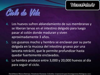 4. Los huevos sufren ablandamiento de sus membranas y

se liberan larvas en el intestino delgado para luego
pasar al colón donde maduran y viven
aproximadamente 3 años.
5. Los gusanos macho y hembra se enclavan por su parte
delgada en la mucosa del intestino grueso por una
lanceta retráctil, que le permite profundizar hasta
quedar fuertemente enclavados.
6. La hembra produce entre 3,000 y 20,000 huevos al día
para seguir el ciclo.
David Botero Marcos Restrepo. Parasitosis Humanas. Colombia: Corporación para Investigaciones Biológicas; 2007.

 