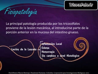 La principal patología producida por los tricocéfalos
proviene de la lesión mecánica, al introducirse parte de la
porción anterior en la mucosa del intestino grueso.

David Botero Marcos Restrepo. Parasitosis Humanas. Colombia: Corporación para Investigaciones Biológicas; 2007.

 