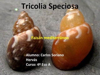 Tricolia Speciosa Faisán mediterráneo Alumno: Carlos Soriano Hervás Curso: 4º Eso A 