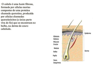 •O cabelo é uma haste fibrosa,
formada por células mortas
compostas de uma proteína
chamada queratina, produzida
por células chamadas
queratinócitos (a única parte
viva do fio) que se encontram no
bulbo, na derme do couro
cabeludo.

 