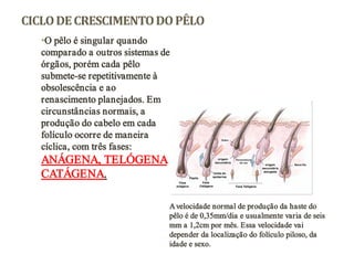 CICLO DE CRESCIMENTO DO PÊLO
•O pêlo é singular quando
comparado a outros sistemas de
órgãos, porém cada pêlo
submete-se repetitivamente à
obsolescência e ao
renascimento planejados. Em
circunstâncias normais, a
produção do cabelo em cada
folículo ocorre de maneira
cíclica, com três fases:

ANÁGENA, TELÓGENA
CATÁGENA.
A velocidade normal de produção da haste do
pêlo é de 0,35mm/dia e usualmente varia de seis
mm a 1,2cm por mês. Essa velocidade vai
depender da localização do folículo piloso, da
idade e sexo.

 