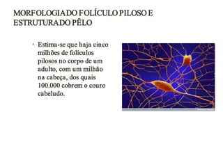 MORFOLOGIA DO FOLÍCULO PILOSO E
ESTRUTURA DO PÊLO
• Estima-se que haja cinco
milhões de folículos
pilosos no corpo de um
adulto, com um milhão
na cabeça, dos quais
100.000 cobrem o couro
cabeludo.

 