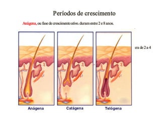 Períodos de crescimento
Anágena, ou fase de crescimento ativo. duram entre 2 e 8 anos.

Catágena, um período de regressão controlada do folículo. De 2 a 4
semanas de degradação.

Telógena, seu estado de repouso, antes do ciclo de volta para anágena. Que dura de 2 a 4
meses.
 