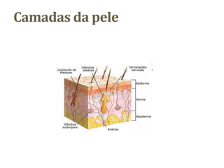 Camadas da pele
 