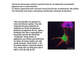 Através da microscopia confocal é possível observar um melanócito transmitindo
pigmentos para os queratinócitos.
As células responsáveis pela coloração natural dos fios são os melanócitos. São células
com formatado mais largo e apresentam ramificações chamadas de dendritos.




  •São encontradas em especial no
  ínicio do folículo capilar. Elas são
  responsáveis pela produção de
  melanina na forma de pequenos
  grânulos de pigmento de cor. Após a
  produção elas tem a capacidade de
  transmitir através dos dendritos
  " injetando" desta forma os
  pigmentos nas células queratinócitos
  na altura da haste capilar que está
  sendo formada. Desta forma , o fio
  de cabelo adquire coloração desde a
  raiz, sendo esta cor feita para durar
  todo o ciclo de vida do fio.
 