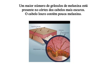 Um maior número de grânulos de melanina está
 presente no córtex dos cabelos mais escuros.
   O cabelo louro contém pouca melanina.
 