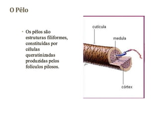 O Pêlo


   • Os pêlos são
     estruturas filiformes,
     constituídas por
     células
     queratinizadas
     produzidas pelos
     folículos pilosos.
 