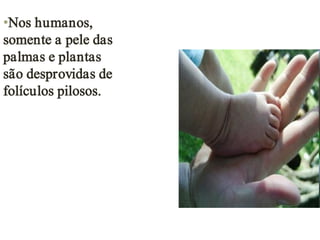 •Nos humanos,
somente a pele das
palmas e plantas
são desprovidas de
folículos pilosos.
 