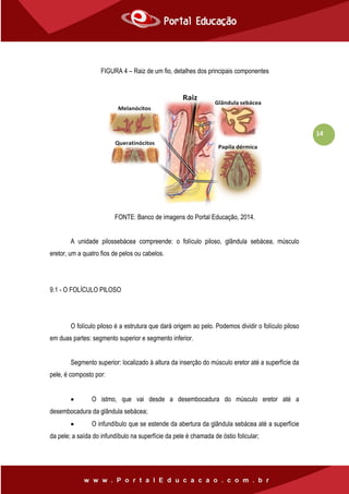 14
FIGURA 4 – Raiz de um fio, detalhes dos principais componentes
FONTE: Banco de imagens do Portal Educação, 2014.
A unidade pilossebácea compreende: o folículo piloso, glândula sebácea, músculo
eretor, um a quatro fios de pelos ou cabelos.
9.1 - O FOLÍCULO PILOSO
O folículo piloso é a estrutura que dará origem ao pelo. Podemos dividir o folículo piloso
em duas partes: segmento superior e segmento inferior.
Segmento superior: localizado à altura da inserção do músculo eretor até a superfície da
pele, é composto por:
 O istmo, que vai desde a desembocadura do músculo eretor até a
desembocadura da glândula sebácea;
 O infundíbulo que se estende da abertura da glândula sebácea até a superfície
da pele; a saída do infundíbulo na superfície da pele é chamada de óstio folicular;
 
