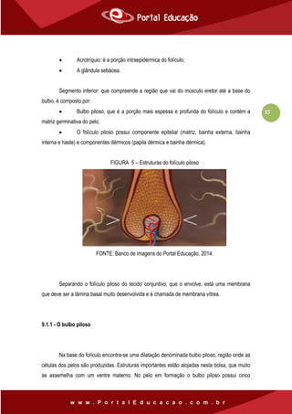 15
 Acrotríquio: é a porção intraepidérmica do folículo;
 A glândula sebácea.
Segmento inferior: que compreende a região que vai do músculo eretor até a base do
bulbo, é composto por:
 Bulbo piloso, que é a porção mais espessa e profunda do folículo e contém a
matriz germinativa do pelo;
 O folículo piloso possui componente epitelial (matriz, bainha externa, bainha
interna e haste) e componentes dérmicos (papila dérmica e bainha dérmica).
FIGURA 5 – Estruturas do folículo piloso
FONTE: Banco de imagens do Portal Educação, 2014.
Separando o folículo piloso do tecido conjuntivo, que o envolve, está uma membrana
que deve ser a lâmina basal muito desenvolvida e é chamada de membrana vítrea.
9.1.1 - O bulbo piloso
Na base do folículo encontra-se uma dilatação denominada bulbo piloso, região onde as
células dos pelos são produzidas. Estruturas importantes estão alojadas nesta bolsa, que muito
se assemelha com um ventre materno. No pelo em formação o bulbo piloso possui cinco
 