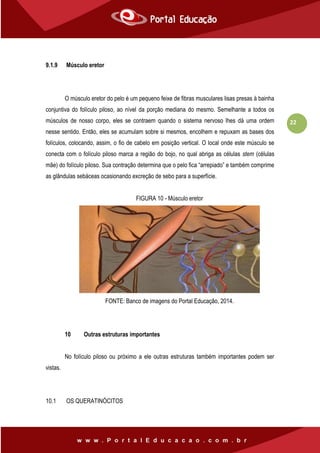 22
9.1.9 Músculo eretor
O músculo eretor do pelo é um pequeno feixe de fibras musculares lisas presas à bainha
conjuntiva do folículo piloso, ao nível da porção mediana do mesmo. Semelhante a todos os
músculos de nosso corpo, eles se contraem quando o sistema nervoso lhes dá uma ordem
nesse sentido. Então, eles se acumulam sobre si mesmos, encolhem e repuxam as bases dos
folículos, colocando, assim, o fio de cabelo em posição vertical. O local onde este músculo se
conecta com o folículo piloso marca a região do bojo, no qual abriga as células stem (células
mãe) do folículo piloso. Sua contração determina que o pelo fica “arrepiado” e também comprime
as glândulas sebáceas ocasionando excreção de sebo para a superfície.
FIGURA 10 - Músculo eretor
FONTE: Banco de imagens do Portal Educação, 2014.
10 Outras estruturas importantes
No folículo piloso ou próximo a ele outras estruturas também importantes podem ser
vistas.
10.1 OS QUERATINÓCITOS
 