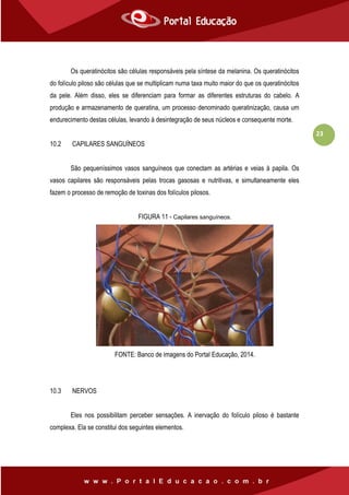 23
Os queratinócitos são células responsáveis pela síntese da melanina. Os queratinócitos
do folículo piloso são células que se multiplicam numa taxa muito maior do que os queratinócitos
da pele. Além disso, eles se diferenciam para formar as diferentes estruturas do cabelo. A
produção e armazenamento de queratina, um processo denominado queratinização, causa um
endurecimento destas células, levando à desintegração de seus núcleos e consequente morte.
10.2 CAPILARES SANGUÍNEOS
São pequeníssimos vasos sanguíneos que conectam as artérias e veias à papila. Os
vasos capilares são responsáveis pelas trocas gasosas e nutritivas, e simultaneamente eles
fazem o processo de remoção de toxinas dos folículos pilosos.
FIGURA 11 - Capilares sanguíneos.
FONTE: Banco de imagens do Portal Educação, 2014.
10.3 NERVOS
Eles nos possibilitam perceber sensações. A inervação do folículo piloso é bastante
complexa. Ela se constitui dos seguintes elementos.
 