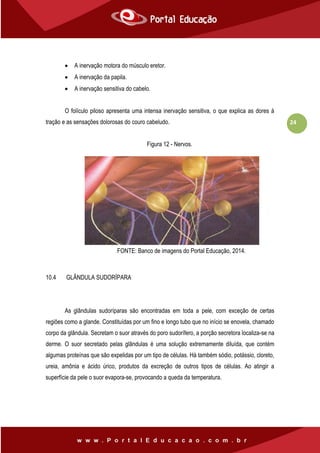 24
 A inervação motora do músculo eretor.
 A inervação da papila.
 A inervação sensitiva do cabelo.
O folículo piloso apresenta uma intensa inervação sensitiva, o que explica as dores à
tração e as sensações dolorosas do couro cabeludo.
Figura 12 - Nervos.
10.4 GLÂNDULA SUDORÍPARA
As glândulas sudoríparas são encontradas em toda a pele, com exceção de certas
regiões como a glande. Constituídas por um fino e longo tubo que no início se enovela, chamado
corpo da glândula. Secretam o suor através do poro sudorífero, a porção secretora localiza-se na
derme. O suor secretado pelas glândulas é uma solução extremamente diluída, que contém
algumas proteínas que são expelidas por um tipo de células. Há também sódio, potássio, cloreto,
ureia, amônia e ácido úrico, produtos da excreção de outros tipos de células. Ao atingir a
superfície da pele o suor evapora-se, provocando a queda da temperatura.
FONTE: Banco de imagens do Portal Educação, 2014.
 