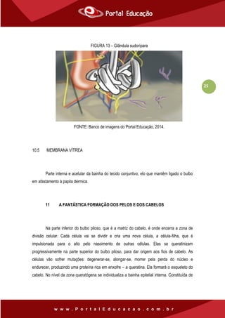 25
FIGURA 13 – Glândula sudorípara
FONTE: Banco de imagens do Portal Educação, 2014.
10.5 MEMBRANA VÍTREA
Parte interna e acelular da bainha do tecido conjuntivo, elo que mantém ligado o bulbo
em afastamento à papila dérmica.
11 A FANTÁSTICA FORMAÇÃO DOS PELOS E DOS CABELOS
Na parte inferior do bulbo piloso, que é a matriz do cabelo, é onde encerra a zona de
divisão celular. Cada célula vai se dividir e cria uma nova célula, a célula-filha, que é
impulsionada para o alto pelo nascimento de outras células. Elas se queratinizam
progressivamente na parte superior do bulbo piloso, para dar origem aos fios de cabelo. As
células vão sofrer mutações: degenerar-se, alongar-se, morrer pela perda do núcleo e
endurecer, produzindo uma proteína rica em enxofre – a queratina. Ela formará o esqueleto do
cabelo. No nível da zona queratógena se individualiza a bainha epitelial interna. Constituída de
 