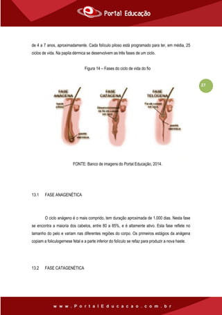 27
de 4 a 7 anos, aproximadamente. Cada folículo piloso está programado para ter, em média, 25
ciclos de vida. Na papila dérmica se desenvolvem as três fases de um ciclo.
Figura 14 – Fases do ciclo de vida do fio
FONTE: Banco de imagens do Portal Educação, 2014.
13.1 FASE ANAGENÉTICA
O ciclo anágeno é o mais comprido, tem duração aproximada de 1.000 dias. Nesta fase
se encontra a maioria dos cabelos, entre 80 a 85%, e é altamente ativo. Esta fase reflete no
tamanho do pelo e variam nas diferentes regiões do corpo. Os primeiros estágios da anágena
copiam a foliculogernese fetal e a parte inferior do folículo se refaz para produzir a nova haste.
13.2 FASE CATAGENÉTICA
 