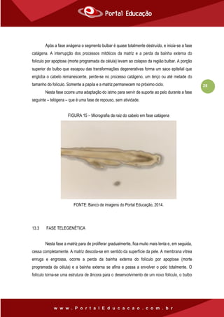 28
Após a fase anágena o segmento bulbar é quase totalmente destruído, e inicia-se a fase
catágena. A interrupção dos processos mitóticos da matriz e a perda da bainha externa do
folículo por apoptose (morte programada da célula) levam ao colapso da região bulbar. A porção
superior do bulbo que escapou das transformações degenerativas forma um saco epitelial que
engloba o cabelo remanescente, perde-se no processo catágeno, um terço ou até metade do
tamanho do folículo. Somente a papila e a matriz permanecem no próximo ciclo.
Nesta fase ocorre uma adaptação do istmo para servir de suporte ao pelo durante a fase
seguinte – telógena – que é uma fase de repouso, sem atividade.
FIGURA 15 – Micrografia da raiz do cabelo em fase catágena
FONTE: Banco de imagens do Portal Educação, 2014.
13.3 FASE TELEGENÉTICA
Nesta fase a matriz para de proliferar gradualmente, fica muito mais lenta e, em seguida,
cessa completamente. A matriz descola-se em sentido da superfície da pele. A membrana vítrea
enruga e engrossa, ocorre a perda da bainha externa do folículo por apoptose (morte
programada da célula) e a bainha externa se afina e passa a envolver o pelo totalmente. O
folículo torna-se uma estrutura de âncora para o desenvolvimento de um novo folículo, o bulbo
 