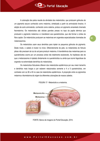 30
A coloração dos pelos resulta da atividade dos melanócitos, que produzem grânulos de
um pigmento escuro conhecido como melanina, sintetizado a partir do aminoácido tirosina. A
adição de outro aminoácido, conhecido como cisteína, produz um pigmento amarelado chamado
feomelanina. Os melanócitos são células grandes presas no topo da papila dérmica que
produzem o pigmento melanina e o transferem aos queratinócitos, que vão formar o córtex da
fibra capilar. Os melanócitos produzem as melaninas em organelas especializadas chamadas de
melanossomos.
Os melanócitos usam seus dendritos para injetar os pequenos grânulos de pigmento.
Deste modo, o cabelo é incolor no início. Diferentemente da pele, os melanócitos do folículo
piloso não precisam da luz do sol para produzir melanina. A transferência das melaninas para os
queratinócitos ocorre por um processo ainda não totalmente esclarecido. As hipóteses são de
que o melanossoma é injetado diretamente no queratinócitos ou ainda que ocorre fagocitose da
organela na extremidade dendrítica do melanócitos.
Os melanócitos foliculares diferem dos melanócitos epidérmicos por seu maior tamanho
e dendritos mais longos e por estarem relacionados somente a 4 a 5 queratinócitos, em
contraste com os 36 a 40 no caso de melanócitos epidérmicos. A proporção entre os pigmentos
melanina e feomelanina dá origem às diferentes colorações de nossos cabelos.
FIGURA 17 - Melanócito e a melanina.
FONTE: Banco de imagens do Portal Educação, 2014.
 
