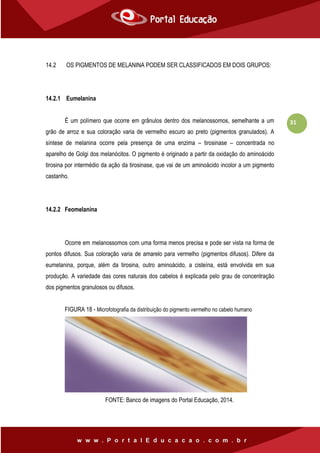 31
14.2 OS PIGMENTOS DE MELANINA PODEM SER CLASSIFICADOS EM DOIS GRUPOS:
14.2.1 Eumelanina
É um polímero que ocorre em grânulos dentro dos melanossomos, semelhante a um
grão de arroz e sua coloração varia de vermelho escuro ao preto (pigmentos granulados). A
síntese de melanina ocorre pela presença de uma enzima – tirosinase – concentrada no
aparelho de Golgi dos melanócitos. O pigmento é originado a partir da oxidação do aminoácido
tirosina por intermédio da ação da tirosinase, que vai de um aminoácido incolor a um pigmento
castanho.
14.2.2 Feomelanina
Ocorre em melanossomos com uma forma menos precisa e pode ser vista na forma de
pontos difusos. Sua coloração varia de amarelo para vermelho (pigmentos difusos). Difere da
eumelanina, porque, além da tirosina, outro aminoácido, a cisteína, está envolvida em sua
produção. A variedade das cores naturais dos cabelos é explicada pelo grau de concentração
dos pigmentos granulosos ou difusos.
FIGURA 18 - Microfotografia da distribuição do pigmento vermelho no cabelo humano
FONTE: Banco de imagens do Portal Educação, 2014.
 