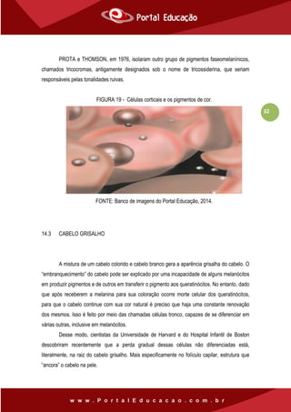 32
PROTA e THOMSON, em 1976, isolaram outro grupo de pigmentos faseomelanínicos,
chamados tricocromas, antigamente designados sob o nome de tricossiderina, que seriam
responsáveis pelas tonalidades ruivas.
FIGURA 19 - Células corticais e os pigmentos de cor.
FONTE: Banco de imagens do Portal Educação, 2014.
14.3 CABELO GRISALHO
A mistura de um cabelo colorido e cabelo branco gera a aparência grisalha do cabelo. O
“embranquecimento” do cabelo pode ser explicado por uma incapacidade de alguns melanócitos
em produzir pigmentos e de outros em transferir o pigmento aos queratinócitos. No entanto, dado
que após receberem a melanina para sua coloração ocorre morte celular dos queratinócitos,
para que o cabelo continue com sua cor natural é preciso que haja uma constante renovação
dos mesmos. Isso é feito por meio das chamadas células tronco, capazes de se diferenciar em
várias outras, inclusive em melanócitos.
Desse modo, cientistas da Universidade de Harvard e do Hospital Infantil de Boston
descobriram recentemente que a perda gradual dessas células não diferenciadas está,
literalmente, na raiz do cabelo grisalho. Mais especificamente no folículo capilar, estrutura que
“ancora” o cabelo na pele.
 