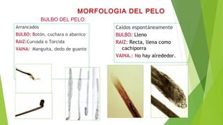 BULBO DEL PELO:
Arrancados
BULBO: Botón, cuchara o abanico
RAIZ:Curvada o Torcida
VAINA: Manguita, dedo de guante
MORFOLOGIA DEL PELO
Caídos espontáneamente
BULBO: Lleno
RAIZ: Recta, llena como
cachiporra
VAINA.: No hay alrededor.
 