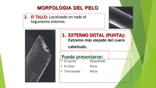 2.2. El TALLO:El TALLO: Localizado en todo el
tegumento externo.
MORFOLOGIA DEL PELOMORFOLOGIA DEL PELO
3.3. EXTERMO DISTAL (PUNTA):EXTERMO DISTAL (PUNTA):
Extremo más alejado del cuero
cabelludo.
 En punta Horquillado
 En bisel Romo
 Traccionado Recto
Puede presentarse:
 