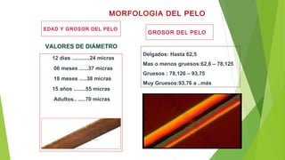 12 días ............24 micras
06 meses ......37 micras
18 meses .....38 micras
15 años ........55 micras
Adultos.. .....70 micras
EDAD Y GROSOR DEL PELO
MORFOLOGIA DEL PELO
VALORES DE DIÁMETRO
Delgados: Hasta 62,5
Mas o menos gruesos:62,6 – 78,125
Gruesos : 78,126 – 93,75
Muy Gruesos:93,76 a ..más
GROSOR DEL PELO
 