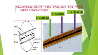 TRANSVERSALMENTE ESTA FORMADO POR TRES
CAPAS CONCÉNTRICAS
1. Cutícula
2. Córtex
3. Médula
 