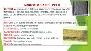 MORFOLOGIA DEL PELO
CUTICULA: Es gruesa o delgada, en algunos casos casi invisible,
formada por células apiladas, transparentes, imbricadas que al
tacto da una sensación especial, se orientan siempre hacia la
punta.
CORTEZA: Es el cuerpo principal del cabello compuesto por los pigmentos que son células
alargadas y fusiformes, puede contener:
a.FUSI corticales, gránulos de pigmento,
b.Órganos ovoides, Grandes estructuras redonda u oval.
DENSIDAD: Ligera , mediana, opaca
DISTRIBUCIÓN: Periférica, a un lado, central , al azar, uniforme
TAMAÑO: Fino, mediano, grueso
FORMA: Rayados, puntiformes, amontonados
 