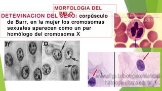 DETEMINACION DEL SEXO: corpúsculo
de Barr, en la mujer los cromosomas
sexuales aparecen como un par
homólogo del cromosoma X
MORFOLOGIA DEL
PELO
 