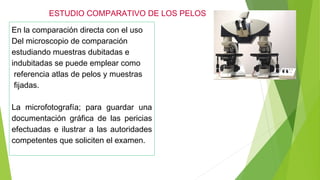 ESTUDIO COMPARATIVO DE LOS PELOS
En la comparación directa con el uso
Del microscopio de comparación
estudiando muestras dubitadas e
indubitadas se puede emplear como
referencia atlas de pelos y muestras
fijadas.
La microfotografía; para guardar una
documentación gráfica de las pericias
efectuadas e ilustrar a las autoridades
competentes que soliciten el examen.
 
