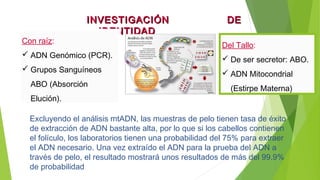 INVESTIGACIÓN DEINVESTIGACIÓN DE
IDENTIDADIDENTIDAD
Con raíz:
 ADN Genómico (PCR).
 Grupos Sanguíneos
ABO (Absorción
Elución).
Del Tallo:
 De ser secretor: ABO.
 ADN Mitocondrial
(Estirpe Materna)
Excluyendo el análisis mtADN, las muestras de pelo tienen tasa de éxito
de extracción de ADN bastante alta, por lo que si los cabellos contienen
el folículo, los laboratorios tienen una probabilidad del 75% para extraer
el ADN necesario. Una vez extraído el ADN para la prueba del ADN a
través de pelo, el resultado mostrará unos resultados de más del 99.9%
de probabilidad
 