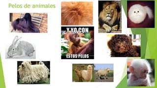 Pelos de animales
 