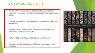VALOR CIMINALISTICO
1. Peritajes en investigación de delitos contra las personas,
violaciones sexuales, homicidios, secuestros, trata de personas,
robos.
2. Peritajes en delitos contra las costumbres y el buen orden de
las familias.
3. Peritajes para la identificación de cadáveres desfigurados,
putrefactos, descuartizados, etc.
4. Hurto y Robo de pieles y delitos contra el patrimonio.
5. Abigeato, zoofilia, bestialismo, tráfico de especies en via de
extinción.
 