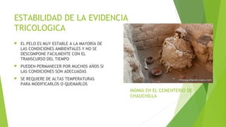 ESTABILIDAD DE LA EVIDENCIA
TRICOLOGICA
 EL PELO ES MUY ESTABLE A LA MAYORÍA DE
LAS CONDICIONES AMBIENTALES Y NO SE
DESCOMPONE FACILMENTE CON EL
TRANSCURSO DEL TIEMPO
 PUEDEN PERMANECER POR MUCHOS AÑOS SI
LAS CONDICIONES SON ADECUADAS
 SE REQUIERE DE ALTAS TEMPERATURAS
PARA MODIFICARLOS O QUEMARLOS
MOMIA EN EL CEMENTERIO DE
CHAUCHILLA
 