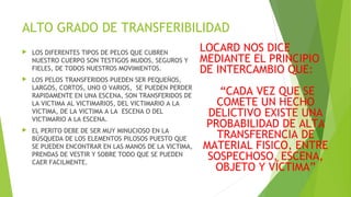 ALTO GRADO DE TRANSFERIBILIDAD
 LOS DIFERENTES TIPOS DE PELOS QUE CUBREN
NUESTRO CUERPO SON TESTIGOS MUDOS, SEGUROS Y
FIELES, DE TODOS NUESTROS MOVIMIENTOS.
 LOS PELOS TRANSFERIDOS PUEDEN SER PEQUEÑOS,
LARGOS, CORTOS, UNO O VARIOS, SE PUEDEN PERDER
RAPIDAMENTE EN UNA ESCENA, SON TRANSFERIDOS DE
LA VICTIMA AL VICTIMARIOS, DEL VICTIMARIO A LA
VICTIMA, DE LA VICTIMA A LA ESCENA O DEL
VICTIMARIO A LA ESCENA.
 EL PERITO DEBE DE SER MUY MINUCIOSO EN LA
BÚSQUEDA DE LOS ELEMENTOS PILOSOS PUESTO QUE
SE PUEDEN ENCONTRAR EN LAS MANOS DE LA VICTIMA,
PRENDAS DE VESTIR Y SOBRE TODO QUE SE PUEDEN
CAER FACILMENTE.
LOCARD NOS DICE
MEDIANTE EL PRINCIPIO
DE INTERCAMBIO QUE:
“CADA VEZ QUE SE
COMETE UN HECHO
DELICTIVO EXISTE UNA
PROBABILIDAD DE ALTA
TRANSFERENCIA DE
MATERIAL FISICO, ENTRE
SOSPECHOSO, ESCENA,
OBJETO Y VÍCTIMA”
 