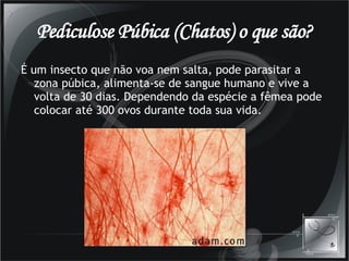 Pediculose Púbica (Chatos) o que são? É um insecto que não voa nem salta, pode parasitar a zona púbica, alimenta-se de sangue humano e vive a volta de 30 dias. Dependendo da espécie a fêmea pode colocar até 300 ovos durante toda sua vida.  
