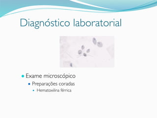 Diagnóstico laboratorial
● Exame microscópico
● Preparações coradas
● Hematoxilina férrica
 