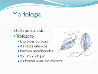 Morfologia
●Não possui cistos
●Trofozoíto
● Elipsóides ou ovais
● As vezes esféricos
● formam pseudópodes
● 9,7 μm x 7,0 μm
● As formas vivas são maiores
 